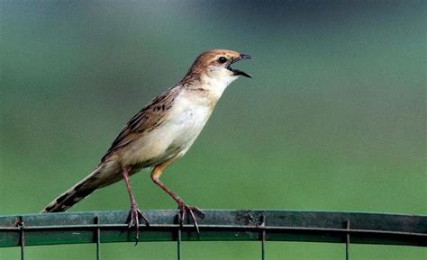 Threatened Bird Species Sighted In Rajasthan Jaipur Hindustan Times