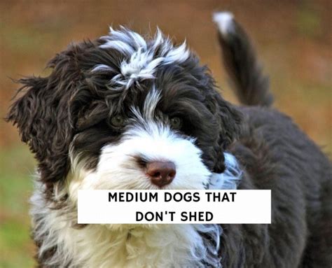 8 Best Medium Dogs That Dont Shed 2024 We Love Doodles