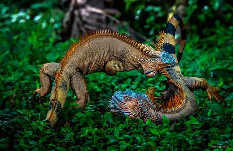 Nature Plants Animals Battle Iguana Costa Rica