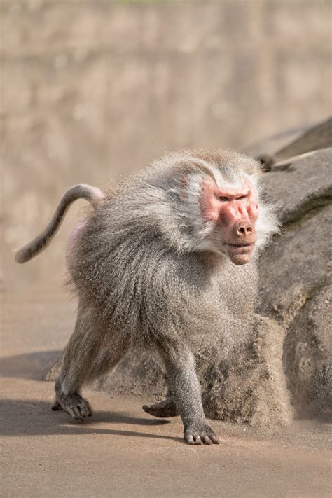 Images Gratuites : animal, faune, zoo, mammifère, primate, moustaches