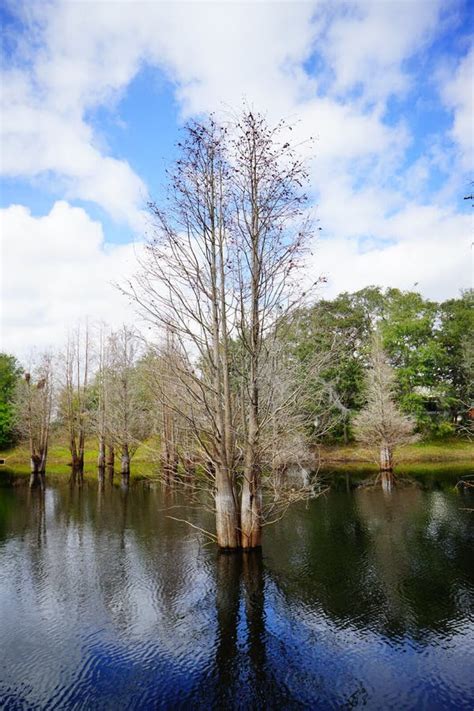 Cypress Trees Grow In Water Stock Photo Image Of Beautiful Botanic