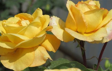 Wallpaper Flowers Roses Meduzanol Yellow Roses Summer 2018 For