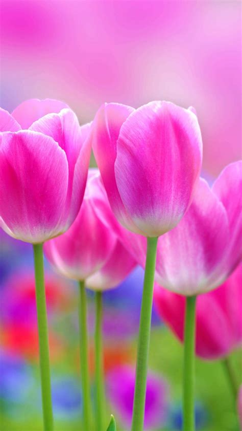 Full Hd Flowers Wallpapers 75 Background Pictures