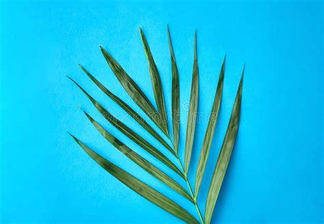 Green Palm Leaf On Blue Background Stock Image Image Of Bright
