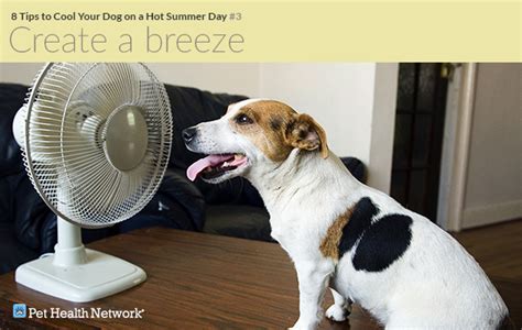 Hot summer days on wn network delivers the latest videos and editable pages for news & events, including entertainment, music, sports, science and more, sign up and share your playlists. 8 Tips to Cool Your Dog on a Hot Summer Day