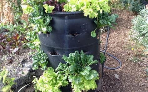 Diy Strawberry Barrel Growing Greens My Garden Coach Juli