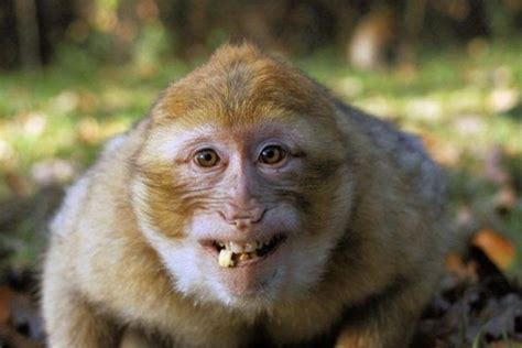 Komik Hayvan Resimleri Gülen Maymun