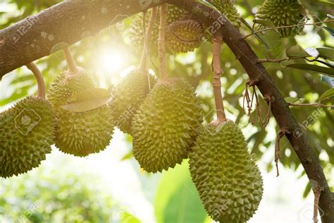 Our analysis revealed that volatile sulphur. Musang King durian available online & offline in China ...