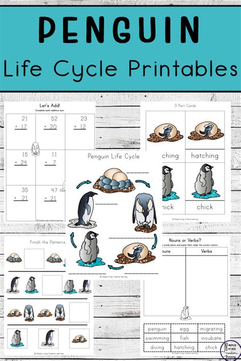 Printable Penguin Life Cycle Printable World Holiday
