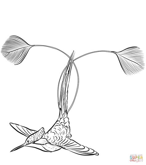 Compared to other small hummingbirds, which often have a slender appearance, the bee hummingbird looks rounded and plump. Marvellous Spatuletail Hummingbird coloring page | Free ...