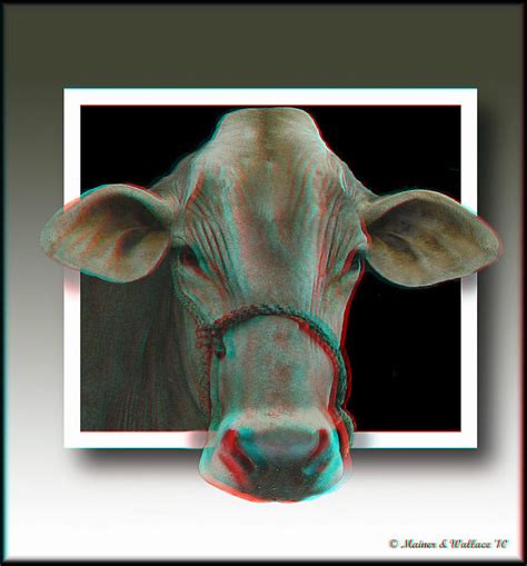 Holy Cow Use Red Cyan 3d Glasses Photograph By Brian Wallace