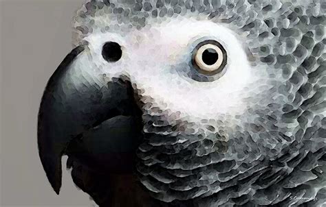 African Gray Parrot Art Softy Painting By Sharon Cummings Pixels