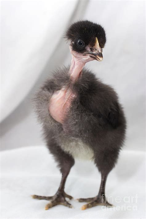Naked Neck Chick Photograph By Jeannette Hunt Fine Art America