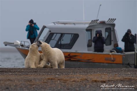 Alaska Polar Bear Viewing Tour Kaktovik Alaska — Planet Earth
