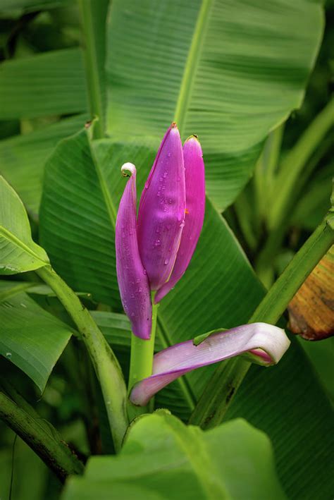Purple Flowering Banana Plant In Lush Tropical Rainforest Hawaii