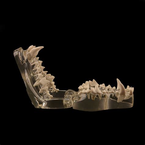 Canine Dental Model Transparent Dog Jaw Bone Veterinary Teaching