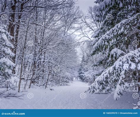 Walking Into The Peaceful Winter Wonderland At The Ravine Scenery