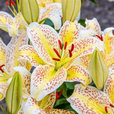 Top 10 Beautiful Lily Flowers To Love Birds And Blooms