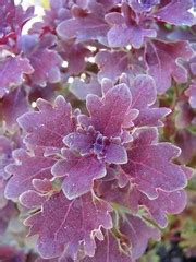 As a garden plant, this coleus shoots up spikes of bright blue or purple flowers which can be quite attractive. Coleus - joeysplanting