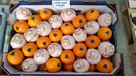 Lane Late Navel Orange Fruit Link Fresh Produce