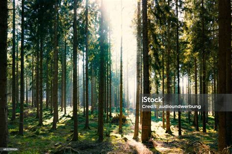 Silent Forest In Spring With Beautiful Bright Sun Rays Stock Photo