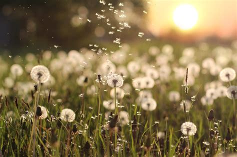 300 Dandelion Hd Wallpapers And Backgrounds