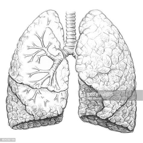 Human Lung Stock Illustrations And Cartoons Getty Images