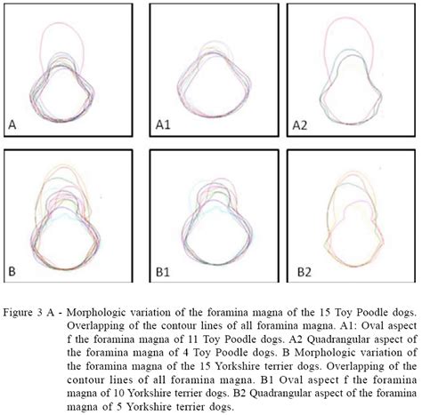 Scielo Brasil Morphology And Morphometry Of The Foramen Magnum In