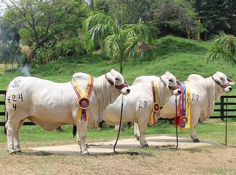 Raza De Ganado Brahman Excelente Raza Cebuina Aqui Toda La