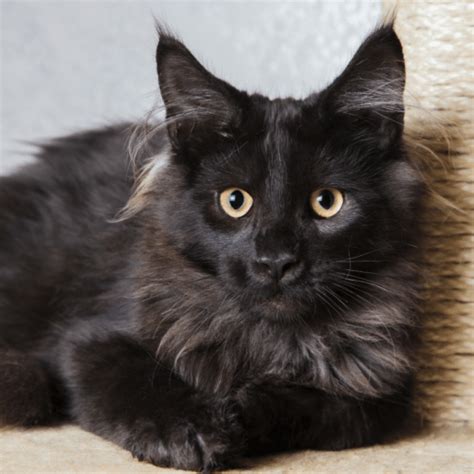 Black Maine Coon Cat Everything About Cat Breed Buyer Friendly
