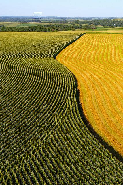 Waves Of Corn Crop Field Aerial Photography Birds Eye View