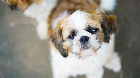 Shorkie Breed Information All About The Shih Tzu Yorkie Mix