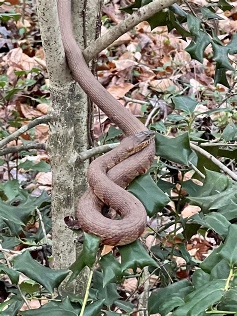 Saw This Gorgeous Snake On A New Years Hike Today Any Thoughts On What