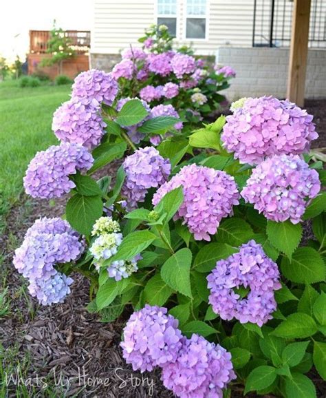 Get free shipping on qualified low maintenance, full sun bushes or buy online pick up in store today in the outdoors department. Whats Ur Home Story: hydrangea bushes #garden #home #long ...