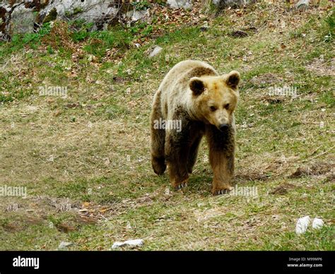 Mammals Of Bulgaria Hi Res Stock Photography And Images Alamy