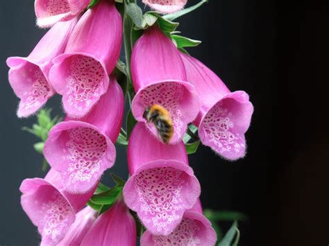 Fill your cart with color today! BugBlog: Watching bees on foxgloves