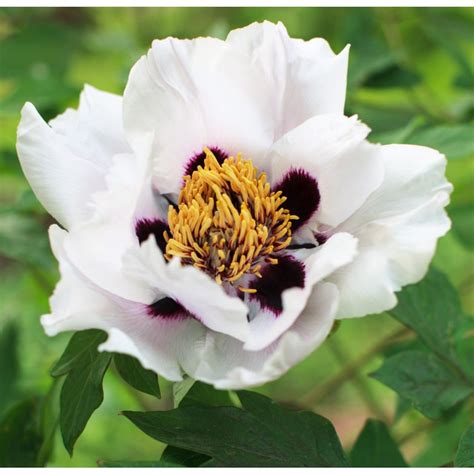 Tree Peony Destiny Peony Roses Roses And Peonies Our Plant Range