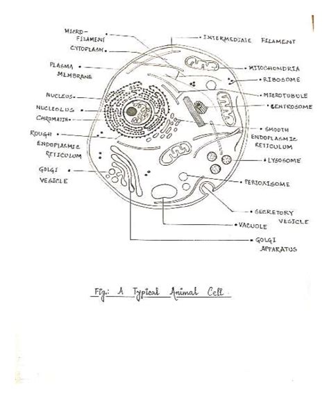 33 Label The Cell Organelles Labels For Your Ideas