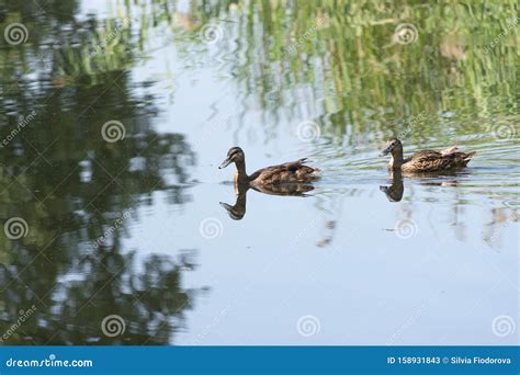 Ducks In Lake Stock Image Image Of Background Nature 158931843