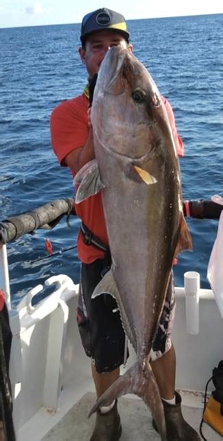 62 Inch Amberjack Fish Mounts Official Site