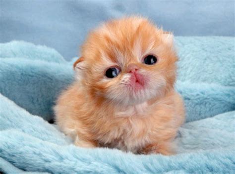 The Cutest Baby Animal Pictures Ever Taken