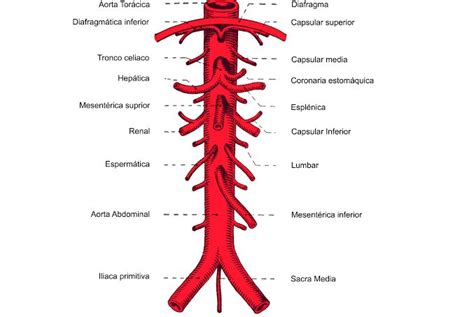 Division Fig Llama Atlas Marvel Wood Trunk Subclavian Artery