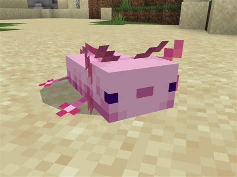 Cómo Domesticar Un Ajolote En Minecraft Korosenai