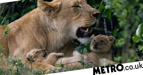 Dynasties Viewers Compare Latest Episode To Real Life Lion King Metro