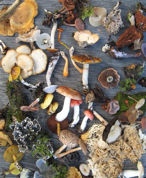 Contributions to medicine and agriculture, and the provision of ecosystem goods and services. A Brief History of Medicinal Mushrooms - Medicinal Mushies