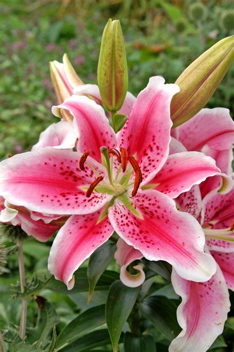 Bloomsz Stargazer Oriental Lily 3 Pack Bloomsz