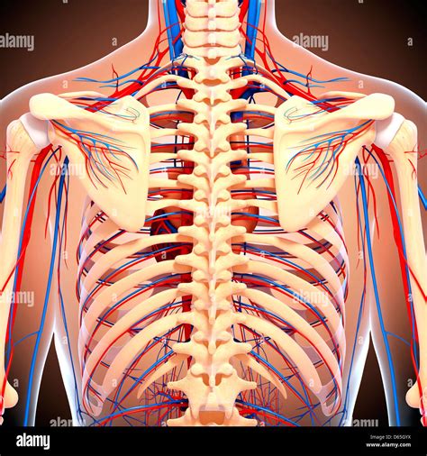 Back Anatomy Hi Res Stock Photography And Images Alamy