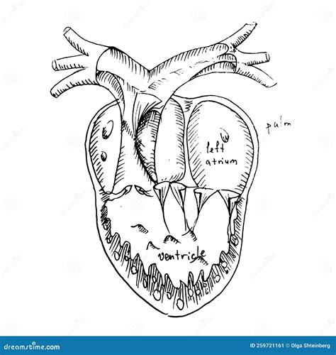 Anatomical Heart Vector Detailed Illustration Human Organ Sketch