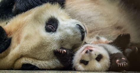 How Pandas Are Making A Comeback Photos