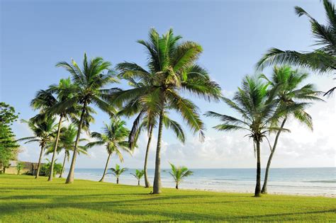 Palm Trees At The Beach Christian Angle Palm Beach Florida Real Estate